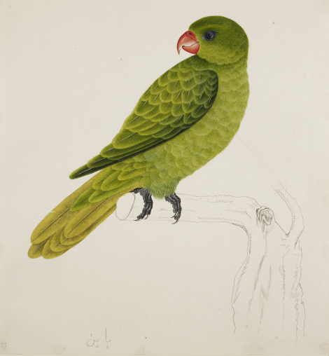 The Malay Tale of the Wise Parrot – The British&nbsp;Library
