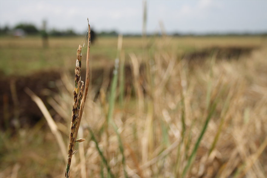 Rice - Indonesian Translation Service