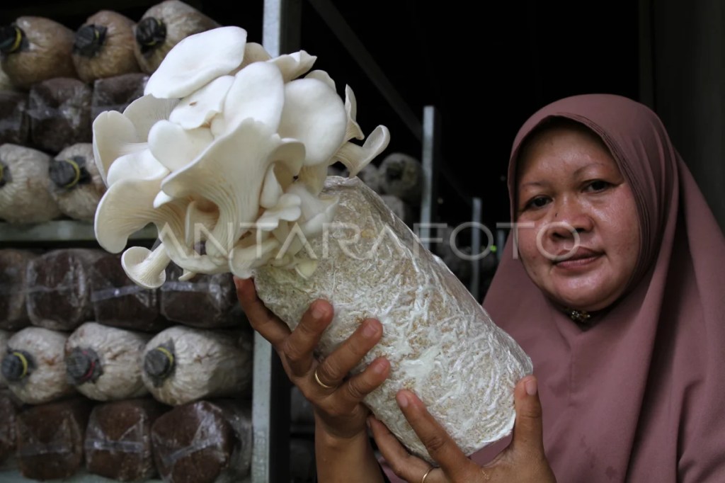 Development: Asep Mardi, Creating Jobs Through an Oyster Mushroom&nbsp;Business