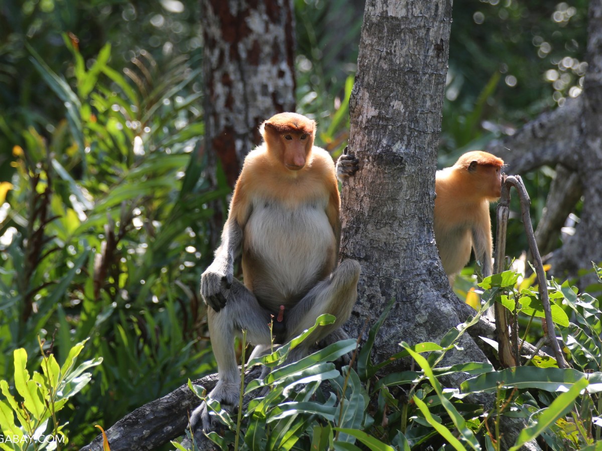 Biodiversity: Worrying uptick in proboscis monkey trade in Indonesia,&nbsp;Mongabay