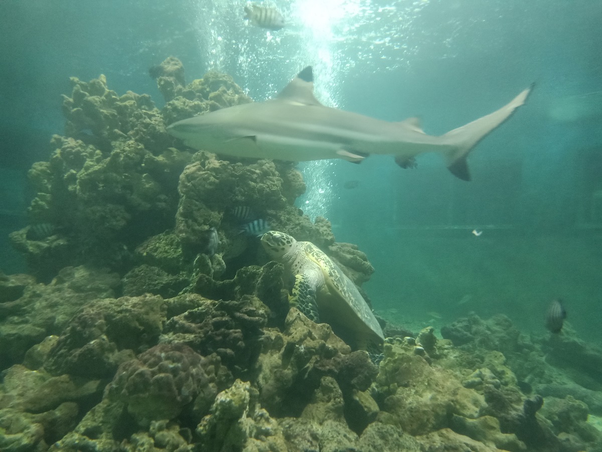 Cerpen: Tindjaulah Dunia Sana Karya Maria&nbsp;Amin