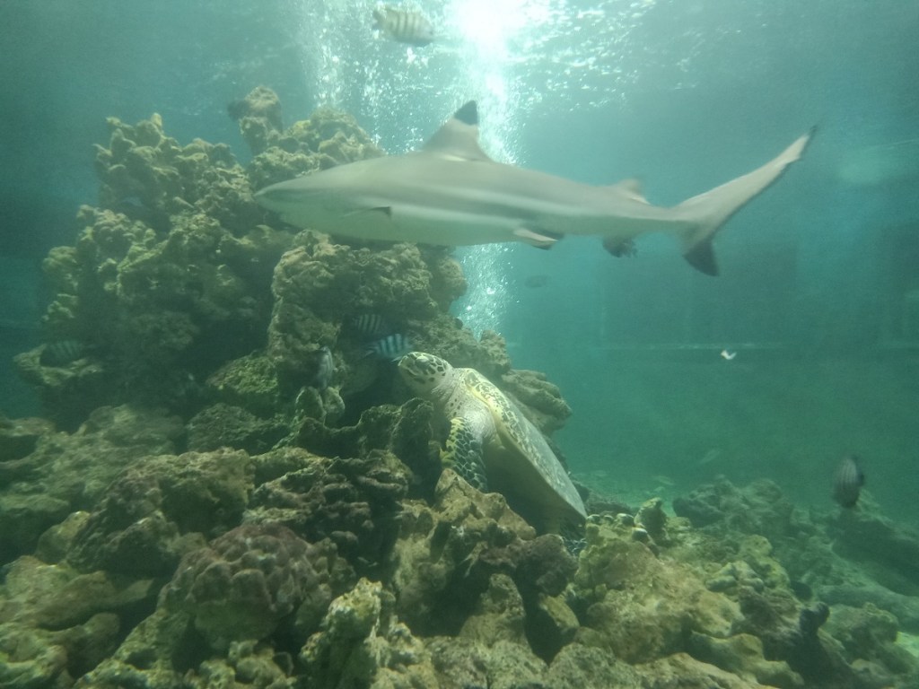 Kura-Kura Ocean Park turtle exhibit features a diverse collection of marine animals that can be viewed up close. Photo: gmaps/Ernina Martiningrum