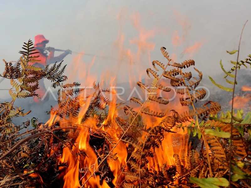 Op-Ed: Indonesia Poorly Prepared for Forest Fires,&nbsp;Tempo.co