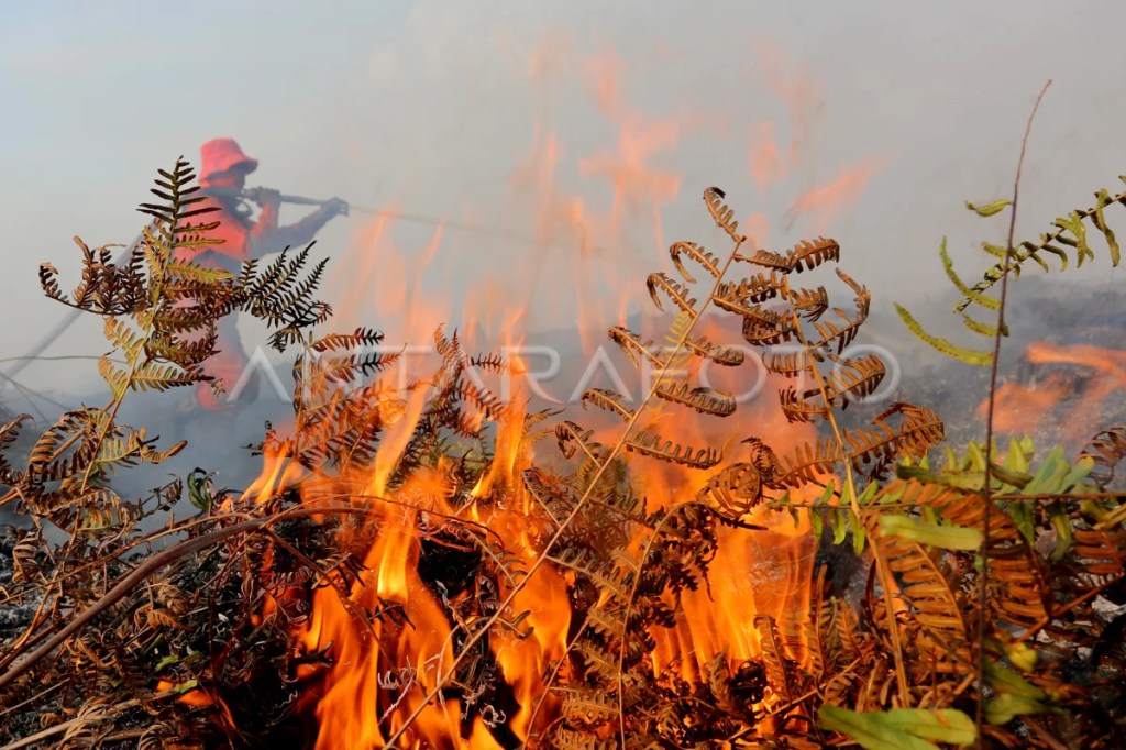 Petugas BPBD Aceh Barat melakukan upaya penanganan - Antara News