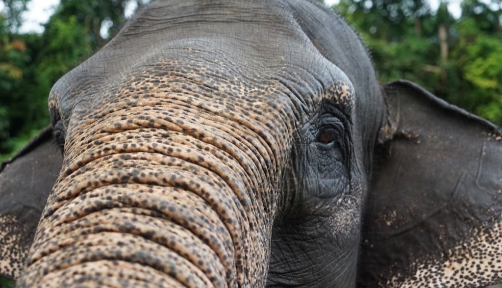 Biodiversity: Only 1,325-1,648 wild elephants left in Indonesia according to government,&nbsp;Mongabay